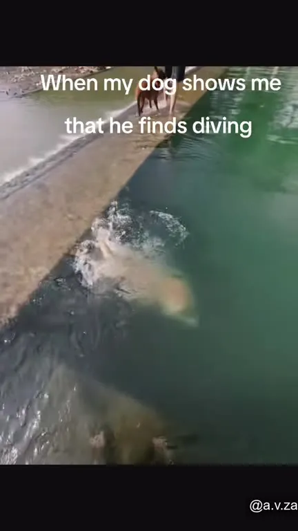 Dog Discovers Diving