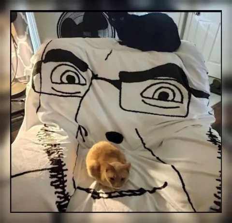 Коты на одеяле с лицом