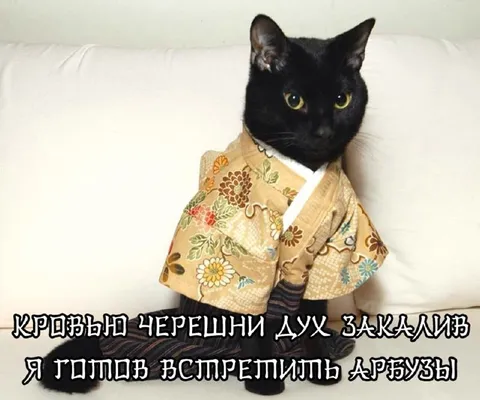 Кот-самурай готов встретить арбузы