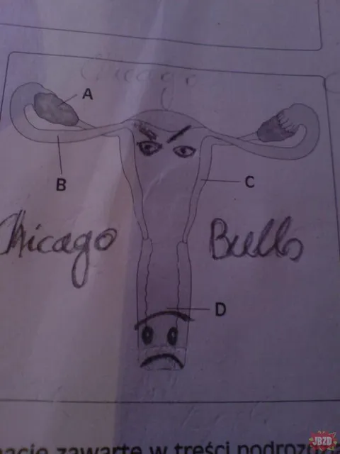Chicago Bulls Anatomy Diagram