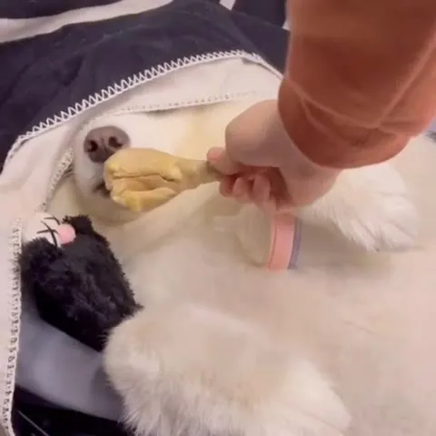 Собака ест во сне