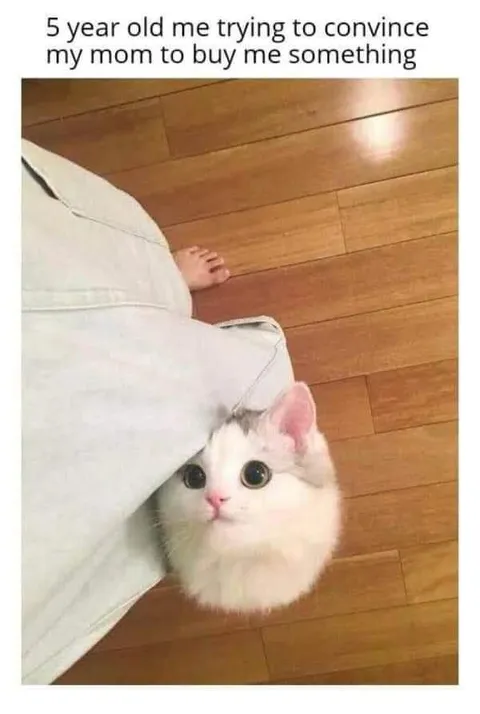 Cute Cat Begging Mom