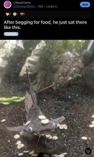 Catfish Begs Then Sits There
