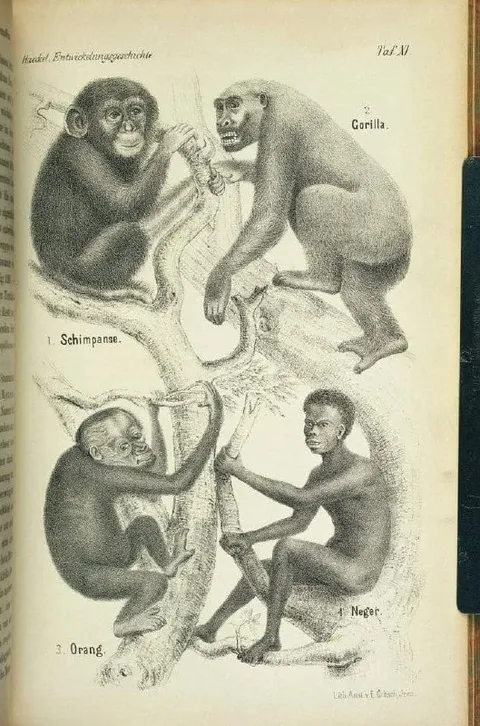 Historische Affenentwicklungstafel