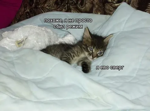 Кот окончательно сбил режим