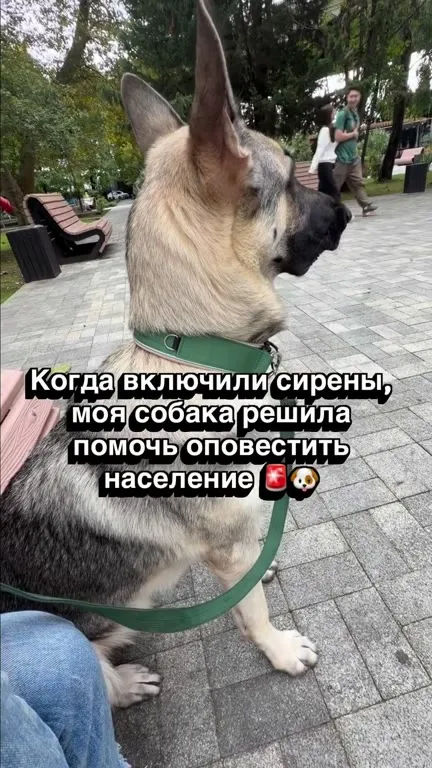Собака оповещает население