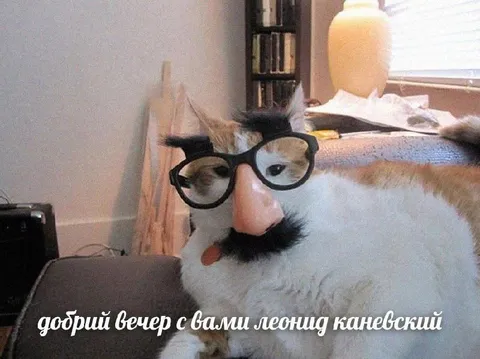 Кот Леонид Каневский