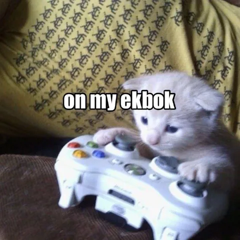 Kitten on My Ekbok