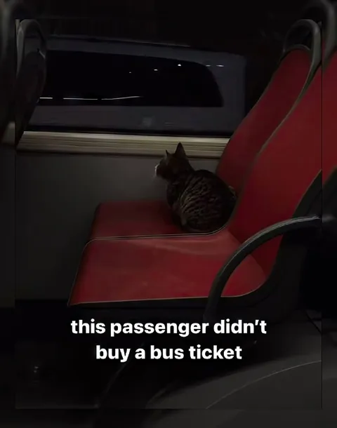 Cat Riding Without a Bus Ticket