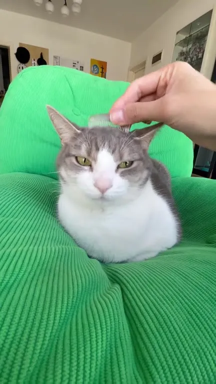 Коту делают массаж головы