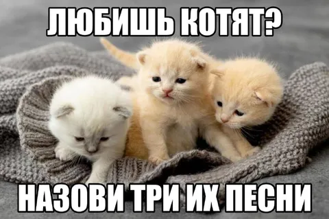 Три песни про котят