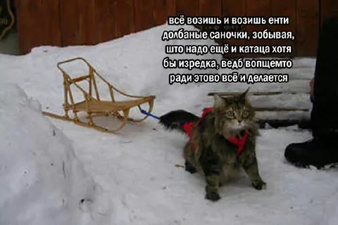 Кот тащит саночки ради катания
