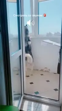 Хаски поёт у окна