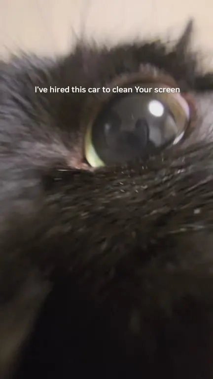 Cat Cleans Your Screen