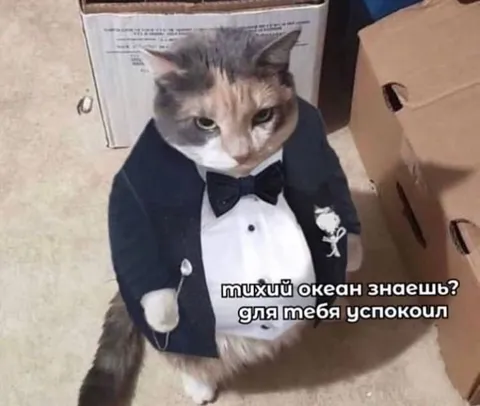 Кот успокаивает тихим океаном