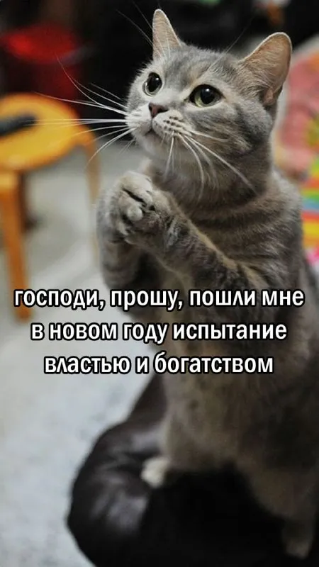 Кот просит власть и богатство