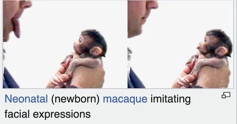Neonatal Macaque Imitating Faces