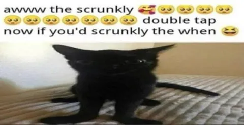 Awww the scrunkly black cat