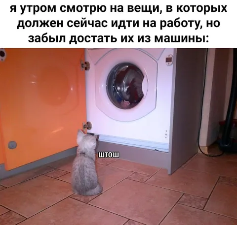 Кот забыл вещи в машине