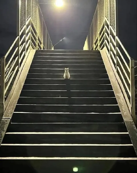 Кот на лестнице ночью