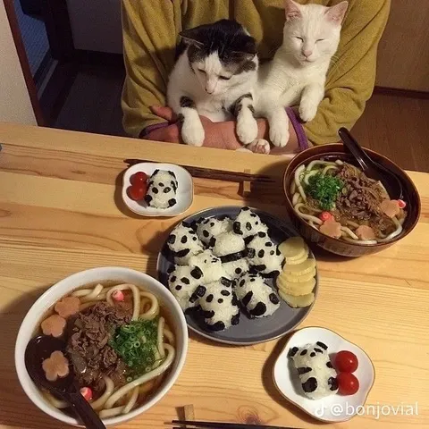 Коты пришли на ужин