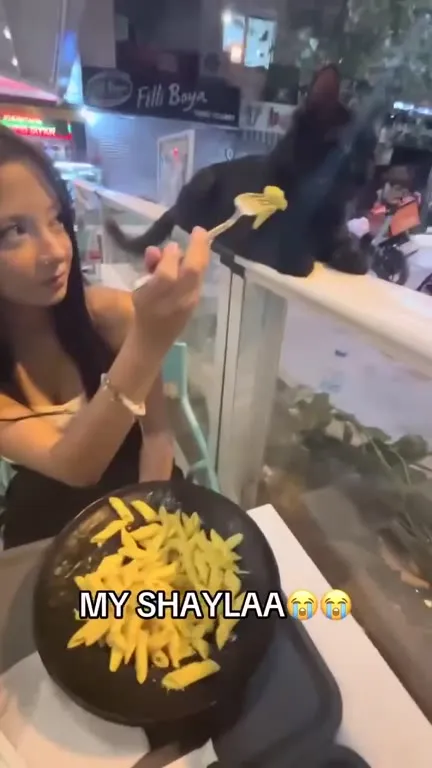 Monkey Steals My Shawarma