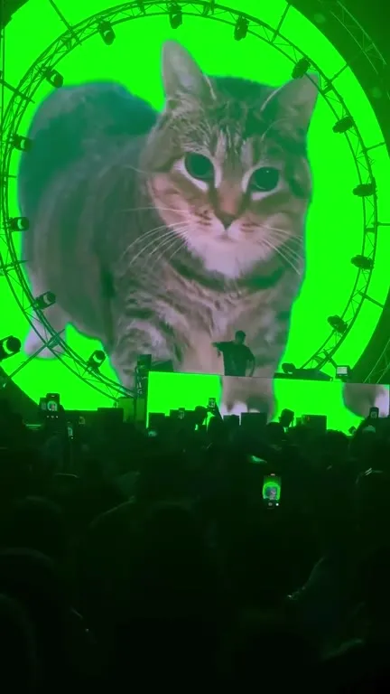 Кот крутится на рейве