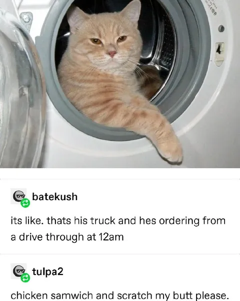 Cat Ordering at Midnight
