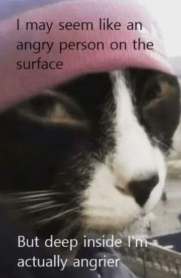Cat Looks Angry, Feels Angrier