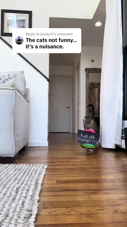 Cat Rejects the Criticism