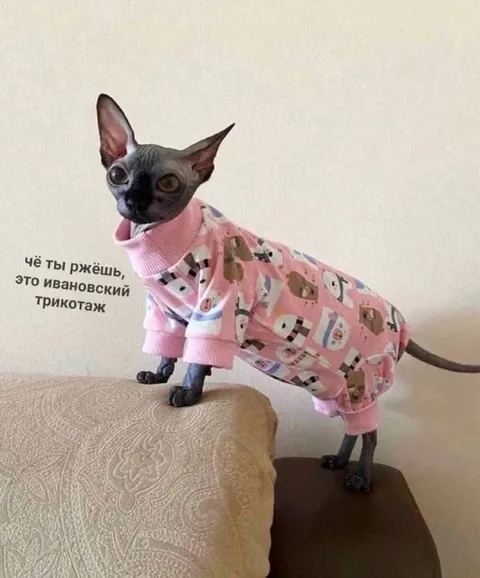 Ивановский трикотаж на коте