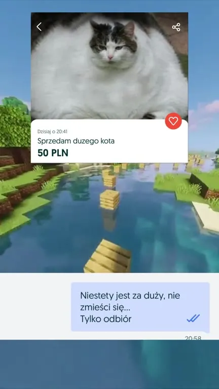 Sprzedam dużego kota