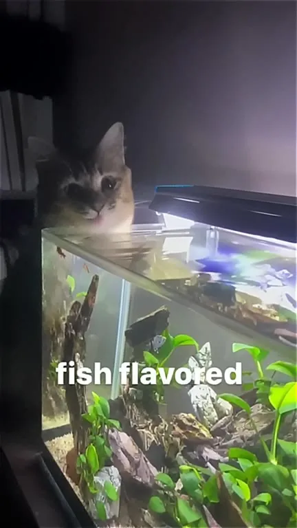 Cat Craves Fish Flavor