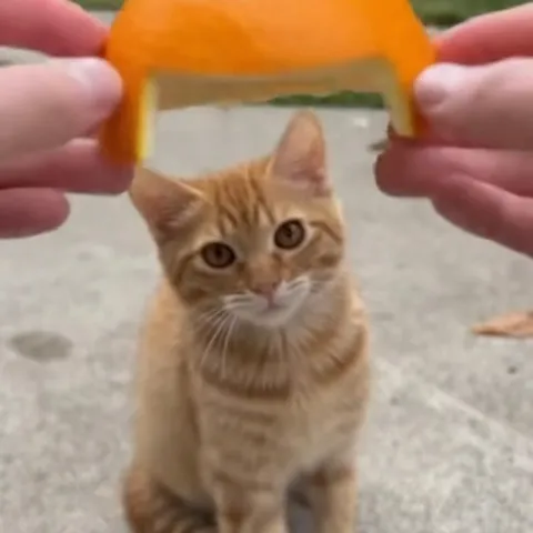 Кот в апельсиновой рамке