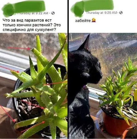 Паразиты едят кончики суккулента