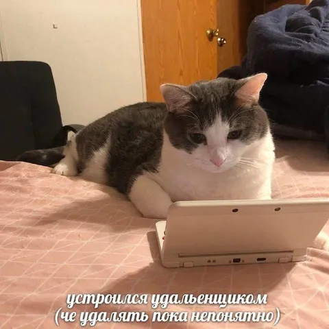 Кот устроился на удалёнку