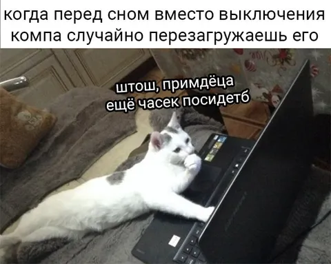 Кот случайно перезагрузил компьютер