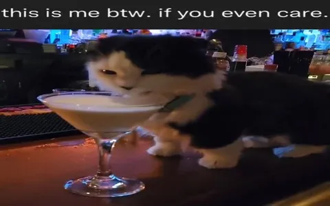 Cat Drinking at the Bar