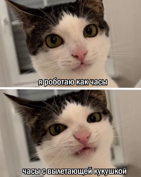 Кот с вылетающей кукушкой