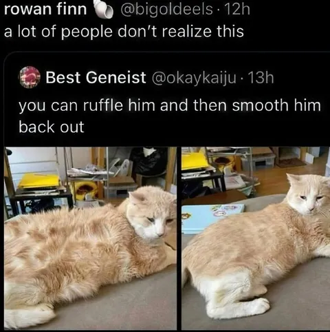 Ruffle the Cat Back Out