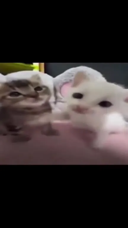 Милые котята под музыку