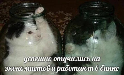 Коты стали экономистами