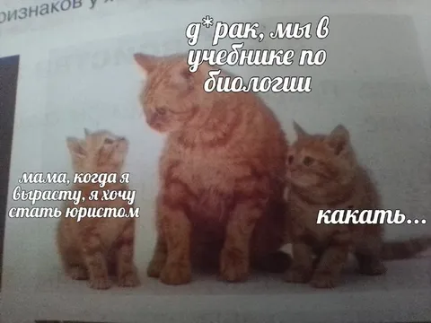 Котёнок хочет стать юристом