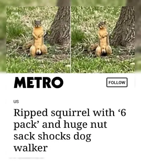 Ripped Squirrel With Six Pack