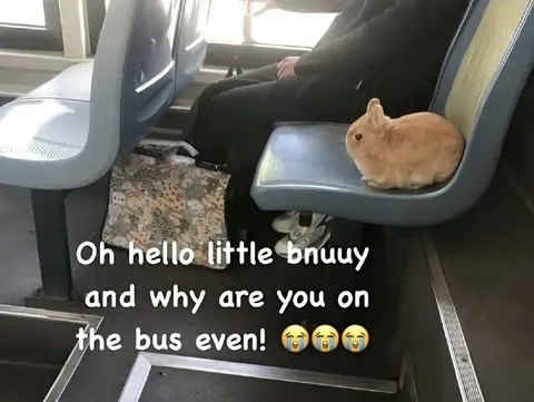 Little Bunny on the Bus