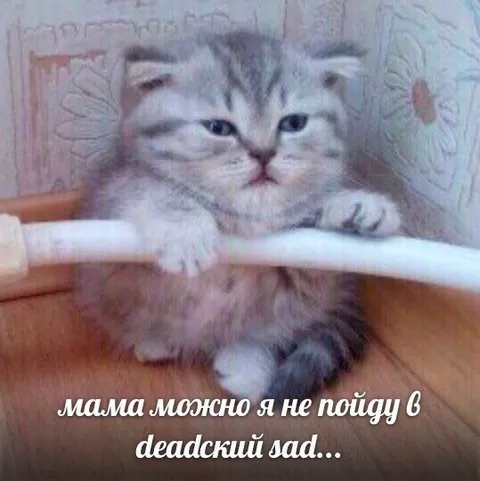 Кот не хочет в deadckий sad