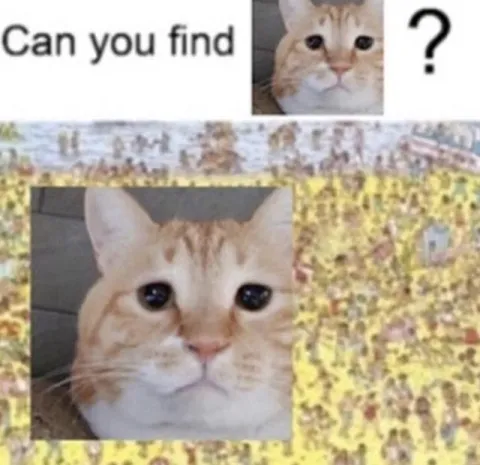 Can You Find the Cat