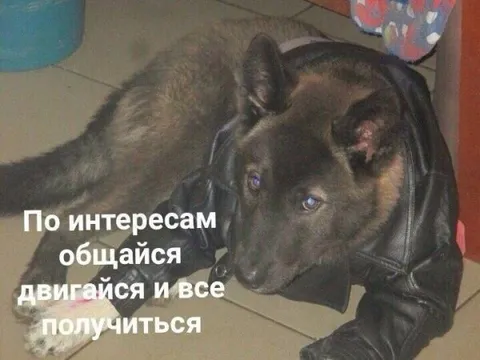 Собака по интересам