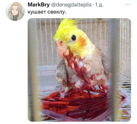Попугай кушает свеклу