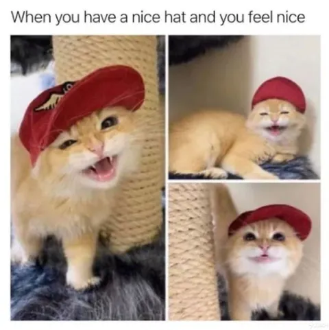 Nice Hat Nice Feeling Cat